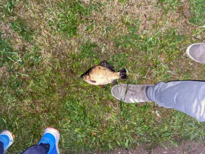 Crucian carp, 0.5 kg — Leliūnų
