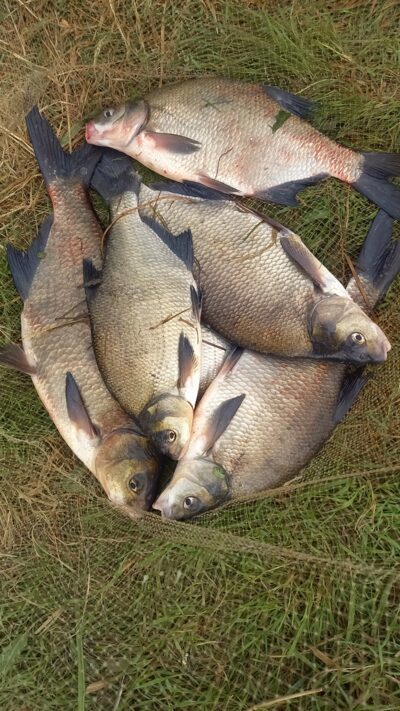 Carp bream ×5 — Neman River