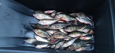 Eurasian perch