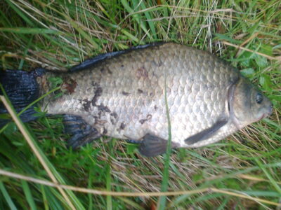 Prussian carp, 0.6 kg — Petraičių