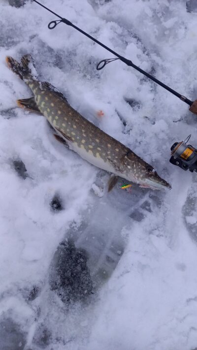 Northern Pike — Karklėnų