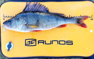 Eurasian perch, 0.7 kg — Šventoji