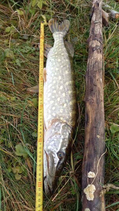Northern Pike, 1.7 kg — Karklėnų