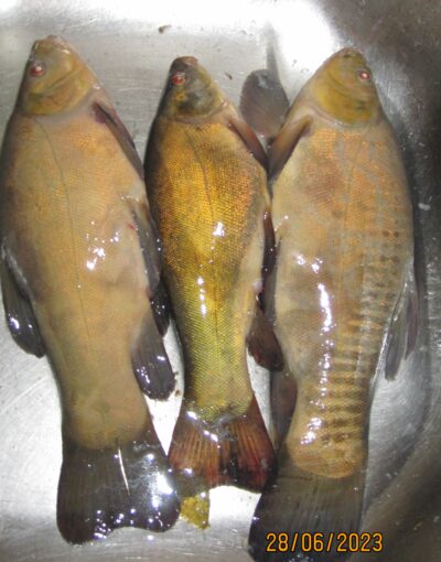 Tench ×3 — Pakumulšių I-asis
