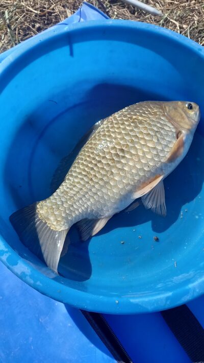 Prussian carp — Nevėžis