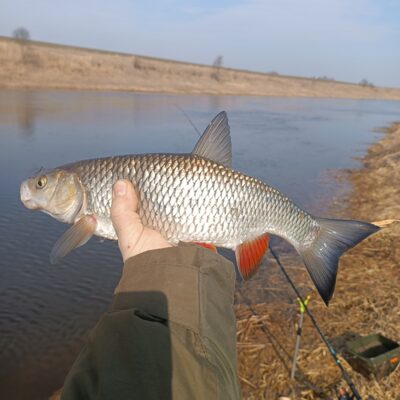 chub, 0.9 kg — Mūša