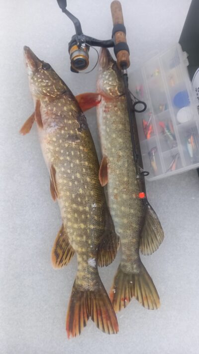 Northern Pike ×2 — Karklėnų