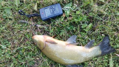 Tench, 0.5 kg