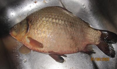 Prussian carp, 1.4 kg — Pakumulšių I-asis