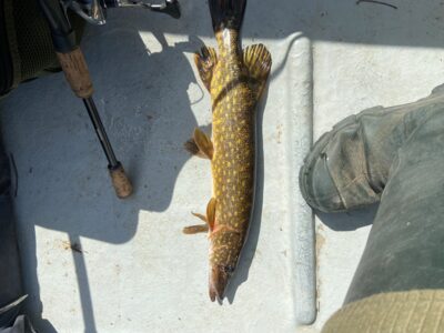 Northern Pike, 0.8 kg — Mūšėjus