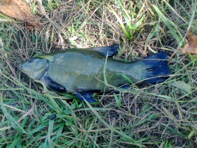 Tench