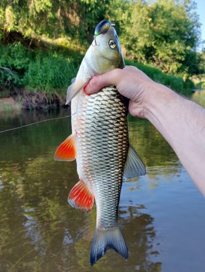 chub, 1.0 kg — Šventoji