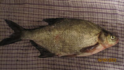 Carp bream, 0.6 kg — Pakumulšių I-asis