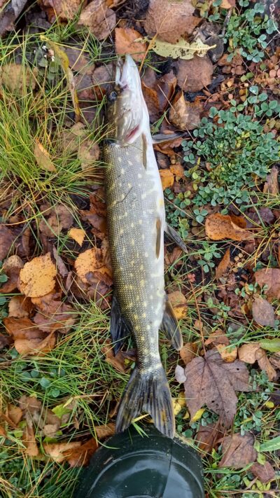 Northern Pike — Neman River