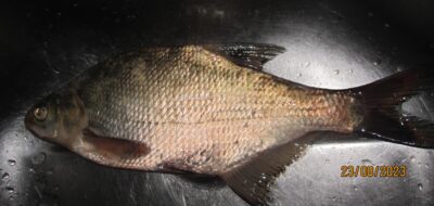 Carp bream, 0.5 kg — Pakumulšių I-asis