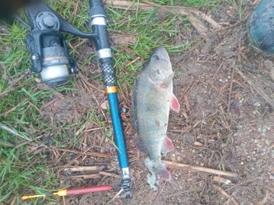 Eurasian perch — Vembūtų