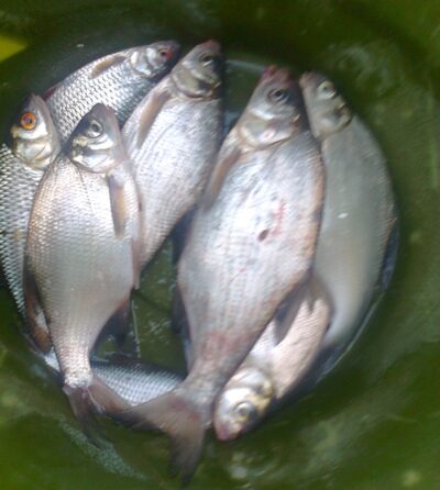 Silver Bream ×7 — Pakumulšių II-asis