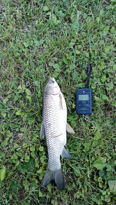 Grass carp, 0.6 kg