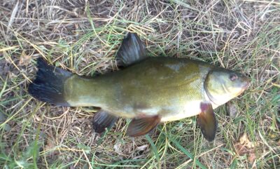 Tench, 0.4 kg — Pakumulšių I-asis