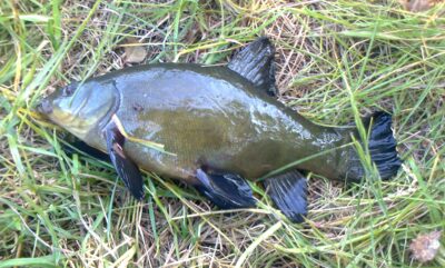 Tench — Pakumulšių I-asis