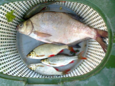 Carp bream, 0.5 kg — Pakumulšių I-asis