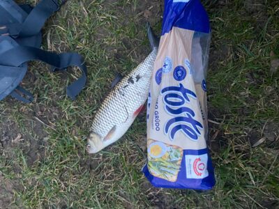 chub, 0.7 kg — Šventoji