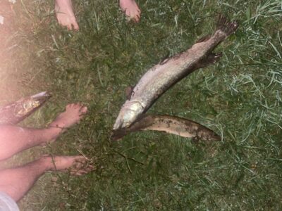 Northern Pike, 5.2 kg — Tauragės