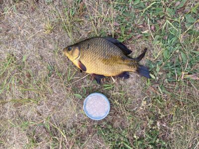 Crucian carp, 0.5 kg — Leliūnų
