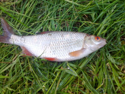Rudd, 0.2 kg — Pakumulšių I-asis