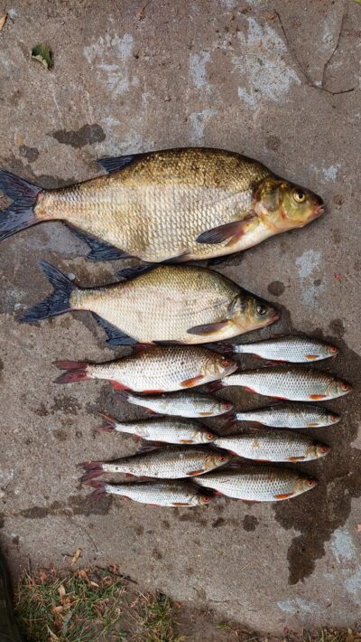 Carp bream ×2