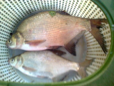 Carp bream ×2 — Pakumulšių I-asis