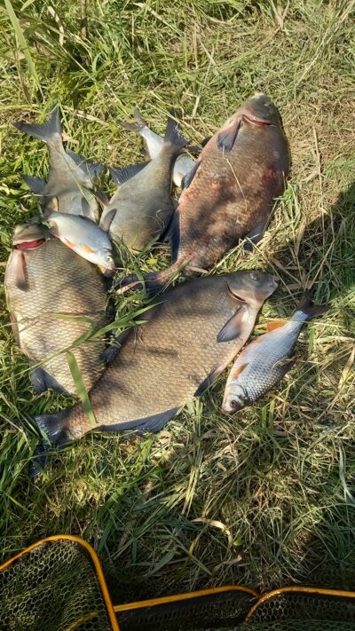 Carp bream ×5 — Neman River