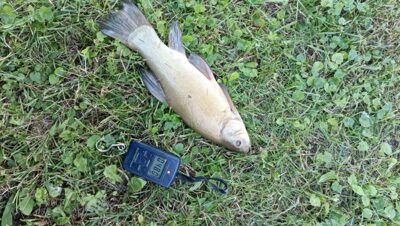 Tench, 0.5 kg