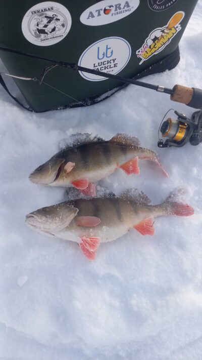 Eurasian perch ×2 — Karklėnų