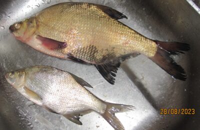 Carp bream, 0.7 kg — Pakumulšių I-asis