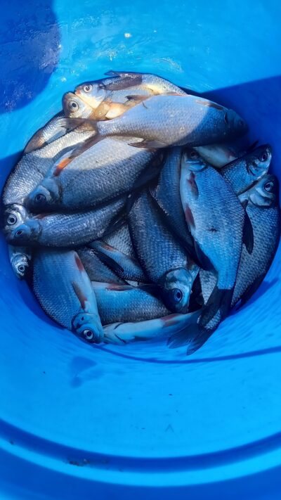 Silver Bream ×20 — Nevėžis