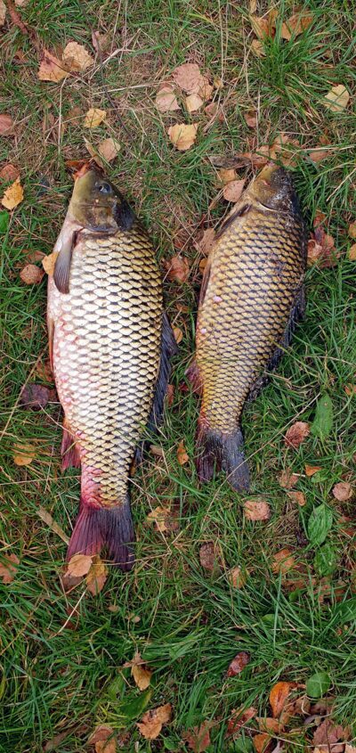 Carp ×2 — Neman River