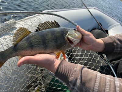 Eurasian perch, 0.9 kg
