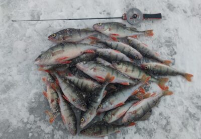 Eurasian perch