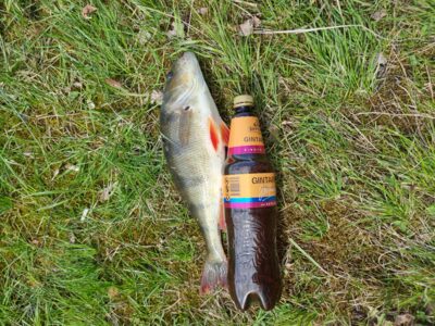 Eurasian perch, 1.0 kg