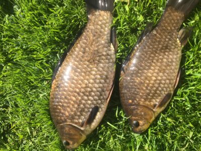 Prussian carp
