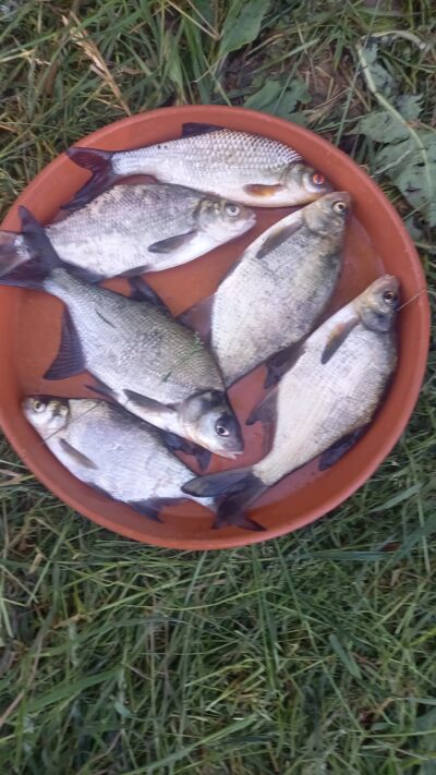 Carp bream ×5 — Karklėnų