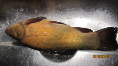 Tench, 0.5 kg — Pakumulšių I-asis