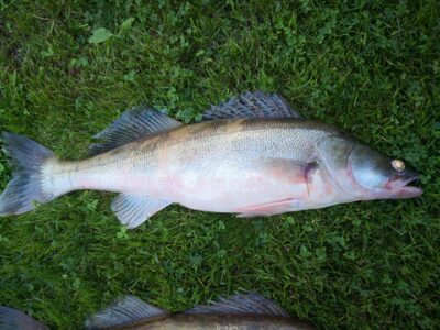 Pike perch, 3.0 kg — Kuršių