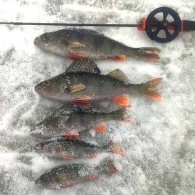 Eurasian perch ×5