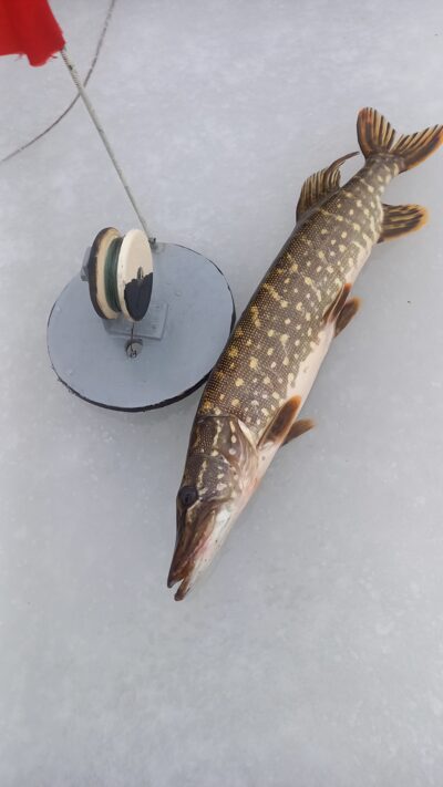 Northern Pike, 1.0 kg — Aunuvėnų