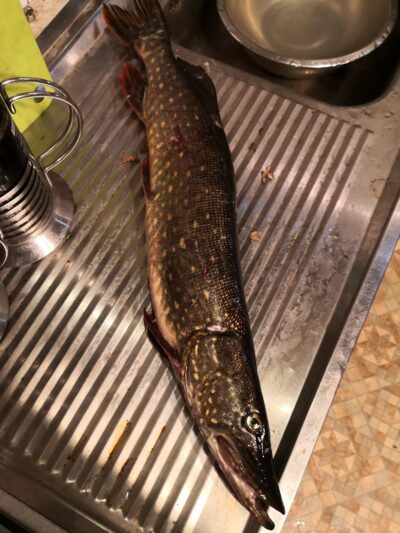 Northern Pike, 2.9 kg