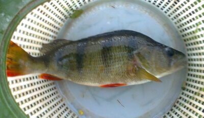 Eurasian perch, 0.6 kg — Pakumulšių I-asis