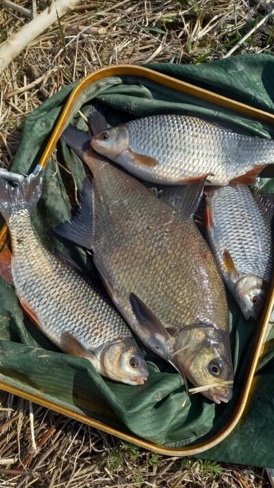 Carp bream — Neman River
