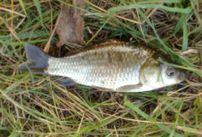Prussian carp — Pakumulšių I-asis